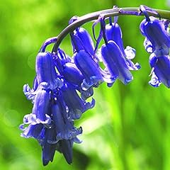 Utopiaseeds english bluebell for sale  Delivered anywhere in USA 