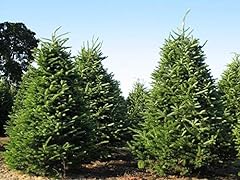 Seeds balsam fir for sale  Delivered anywhere in USA 