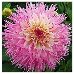 Pineland princess cactus for sale  Delivered anywhere in USA 
