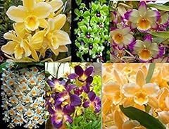 Live orchid plants for sale  Delivered anywhere in USA 