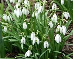 100 snowdrop bulbs for sale  Delivered anywhere in UK