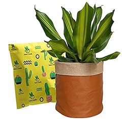 Plant basket planter for sale  Delivered anywhere in USA 