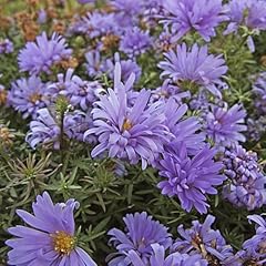 Perfect plants aster for sale  Delivered anywhere in UK