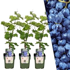 Plants frank weintrauben gebraucht kaufen  Wird an jeden Ort in Deutschland