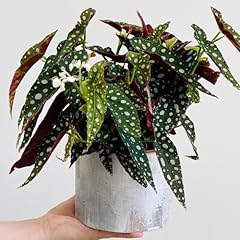 Begonias plant indoor for sale  Delivered anywhere in USA 