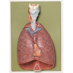 Somso human thoracic for sale  Delivered anywhere in USA 