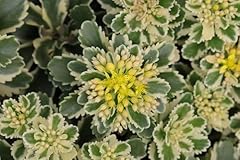 Sedum atlantis spurge for sale  Delivered anywhere in UK