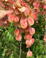 Golden rain tree for sale  Delivered anywhere in USA 