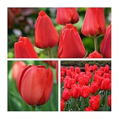 Darwin hybrid tulip for sale  Delivered anywhere in UK