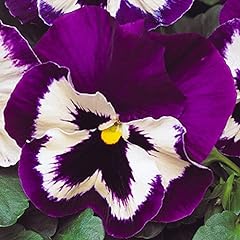Pansy purple white for sale  Delivered anywhere in UK