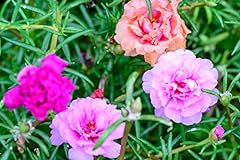 Portulaca double mix for sale  Delivered anywhere in UK