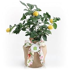 Housewarming meyer lemon for sale  Delivered anywhere in USA 