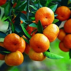 Mandarino clementino citrus usato  Spedito ovunque in Italia 