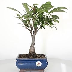 Bonsai melo malus usato  Spedito ovunque in Italia 