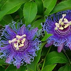 Purple passion flower for sale  Delivered anywhere in USA 