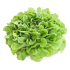 Lettuce plants cut for sale  Delivered anywhere in UK