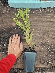 One live giant for sale  Delivered anywhere in USA 