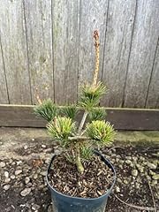 Japanese white pine for sale  Delivered anywhere in UK