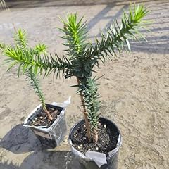 Araucaria pflanze samen gebraucht kaufen  Wird an jeden Ort in Deutschland
