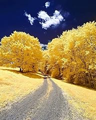 Gingko biloba tree for sale  Delivered anywhere in USA 