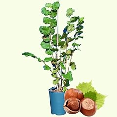 Years hazelnut tree for sale  Delivered anywhere in USA 