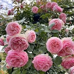 Peter beales roses for sale  Delivered anywhere in UK