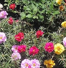 Premier seeds direct for sale  Delivered anywhere in UK