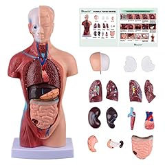 Human torso anatomie gebraucht kaufen  Wird an jeden Ort in Deutschland