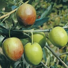 Pianta ulivo ascolana usato  Spedito ovunque in Italia 