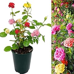 Carbeth plants rose for sale  Delivered anywhere in UK