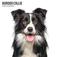 Border collie modern for sale  Delivered anywhere in UK