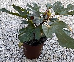Generic downhome harvest for sale  Delivered anywhere in USA 