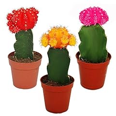Set diversi cactus usato  Spedito ovunque in Italia 