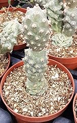 Tephrocactus articulatus var. d'occasion  Livré partout en France