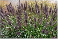 Pennisetum alopecuroides black gebraucht kaufen  Wird an jeden Ort in Deutschland