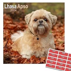 Lhasa apso calendar for sale  Delivered anywhere in UK