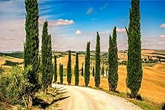 100 italian cypress for sale  Delivered anywhere in USA 
