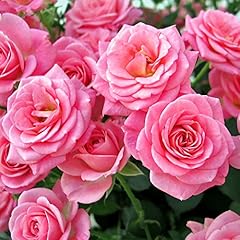 Garden rose queen for sale  Delivered anywhere in UK