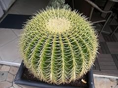 Baril cactus 5 d'occasion  Livré partout en France