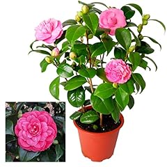 Camellia japonica plant for sale  Delivered anywhere in UK