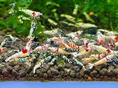 Seam oasis mix for sale  Delivered anywhere in USA 