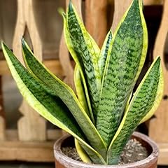Chuxay garden sansevieria for sale  Delivered anywhere in USA 