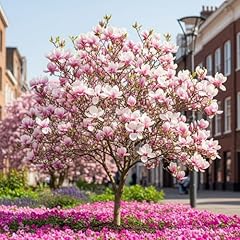 Saucer magnolia trees for sale  Delivered anywhere in USA 