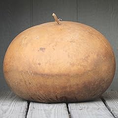 Bushel basket gourd for sale  Delivered anywhere in USA 