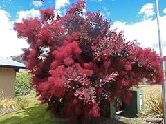 Purple smoketree seeds for sale  Delivered anywhere in USA 