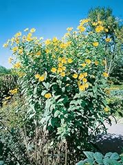 Helianthus tuberosus 11x11 gebraucht kaufen  Wird an jeden Ort in Deutschland