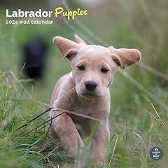 Labrador puppies calendar for sale  Delivered anywhere in UK