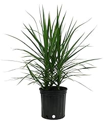 Costa farms dracaena for sale  Delivered anywhere in USA 