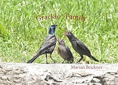 Grackle family for sale  Delivered anywhere in Ireland