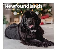 2024 newfoundlands dogs for sale  Delivered anywhere in USA 